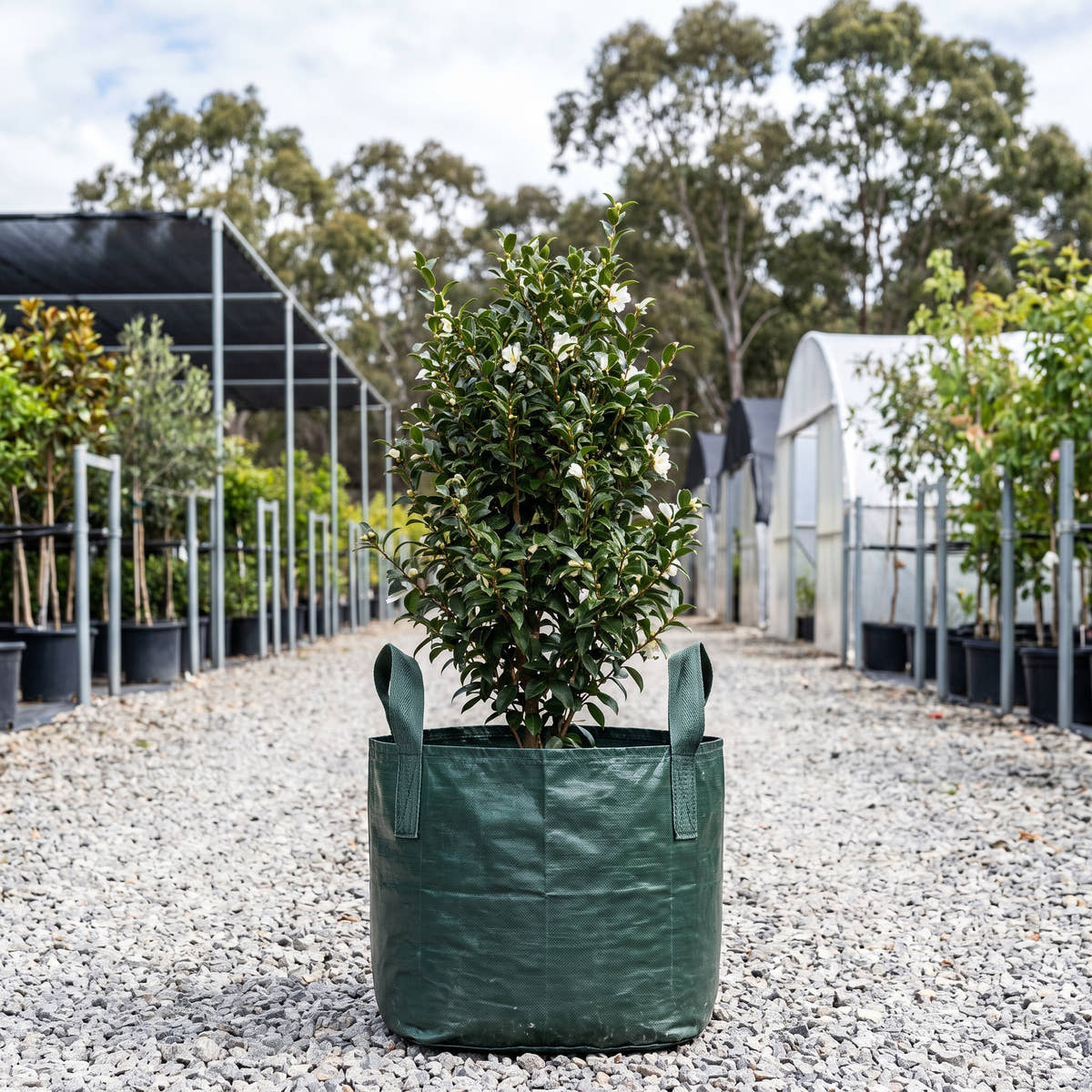 Slimline Avalanche Camellia - Camellia sasanqua ‘Parava’