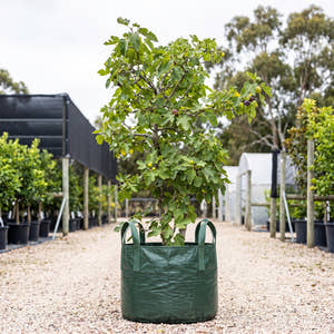 Brown Turkey Fig - Ficus carica ‘Brown Turkey’
