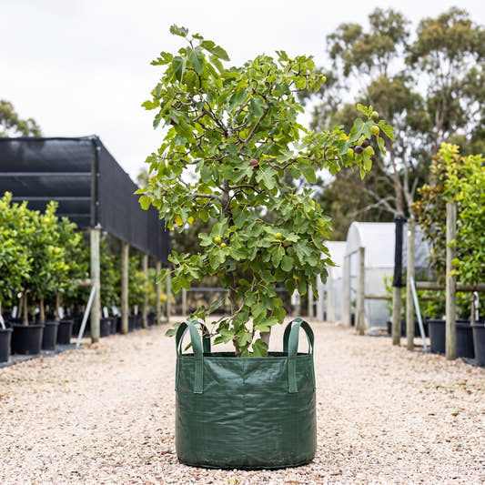 Brown Turkey Fig - Ficus carica ‘Brown Turkey’