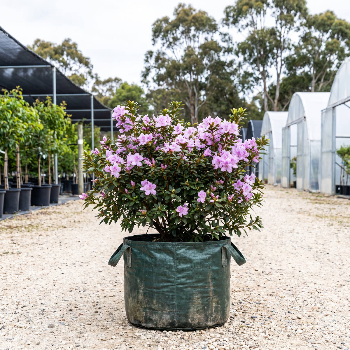 Elegans Azalea - Rhododendron ‘Elegans’