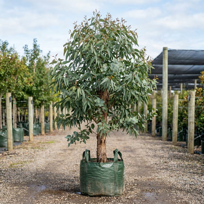 Narrow-Leaved Peppermint - Eucalyptus nicholii