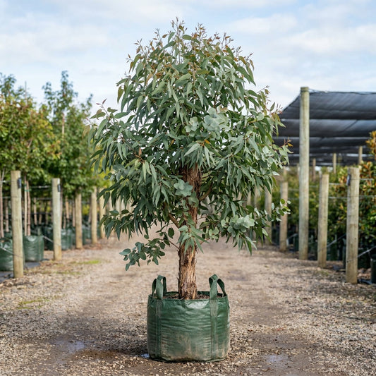 Narrow-Leaved Peppermint - Eucalyptus nicholii