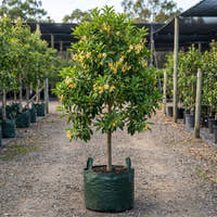Native Frangipani - Hymenosporum flavum