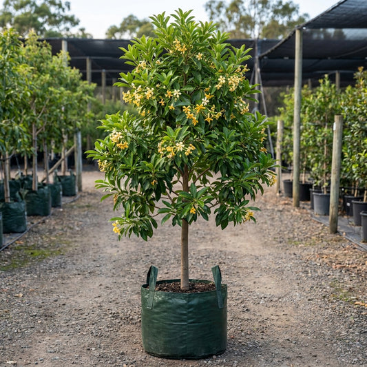 Native Frangipani - Hymenosporum flavum