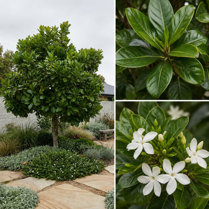 Native Gardenia - Randia fitzalanii