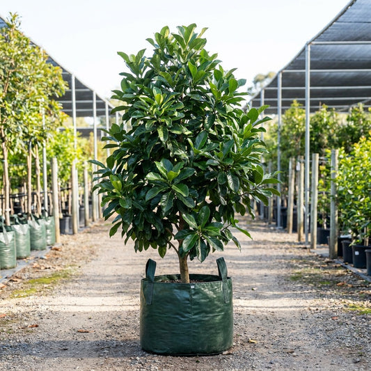 Native Gardenia - Randia fitzalanii
