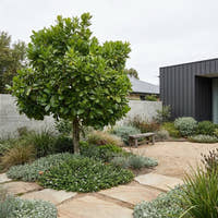 Native Gardenia - Randia fitzalanii