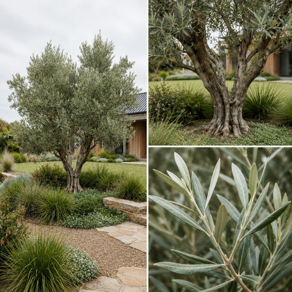 Nevadillo Blanco Olive Tree - Olea europaea ‘Nevadillo Blanco’
