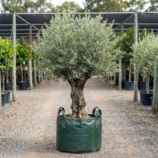 Nevadillo Blanco Olive Tree - Olea europaea ‘Nevadillo Blanco’