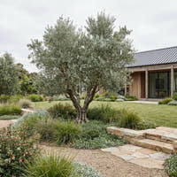Nevadillo Blanco Olive Tree - Olea europaea ‘Nevadillo Blanco’