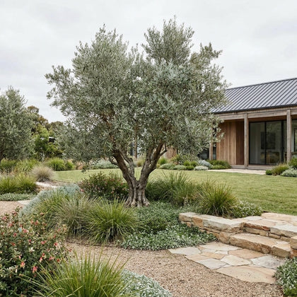 Nevadillo Blanco Olive Tree - Olea europaea ‘Nevadillo Blanco’