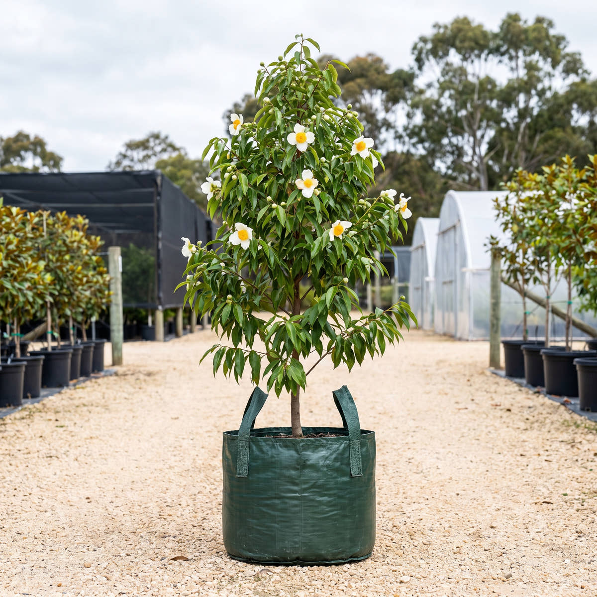 Poached Egg Tree - Mesua ferrea