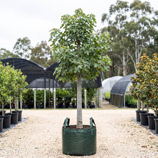 Broad-Leaved Bottle Tree - Brachychiton australis