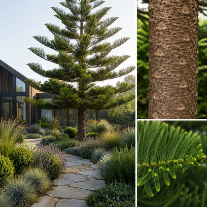 Norfolk Island Pine - Araucaria heterophylla