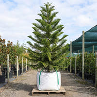 Norfolk Island Pine - Araucaria heterophylla