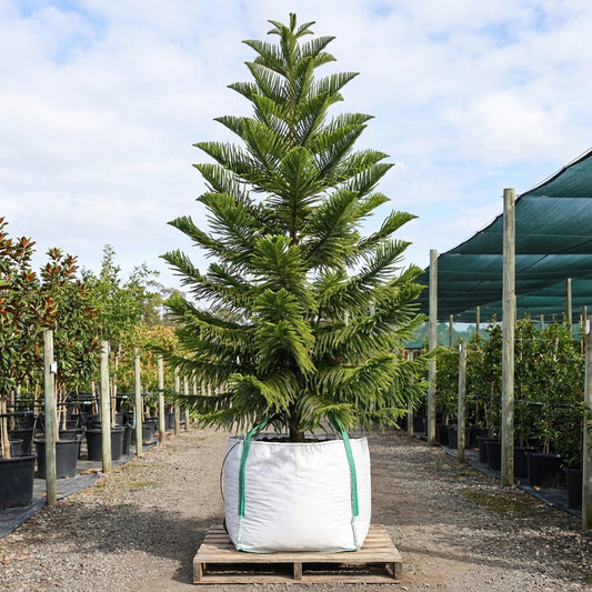 Norfolk Island Pine - Araucaria heterophylla