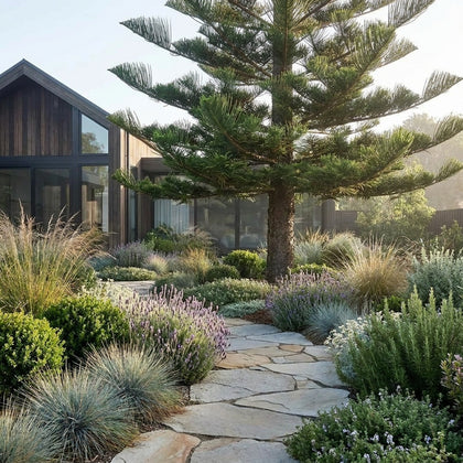 Norfolk Island Pine - Araucaria heterophylla