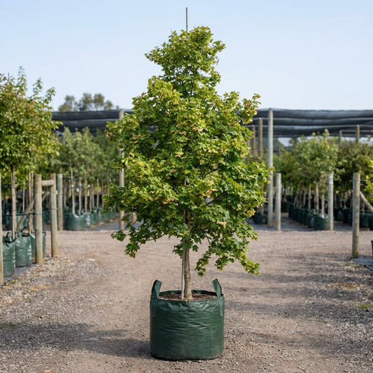 Norway Maple - Acer platanoides