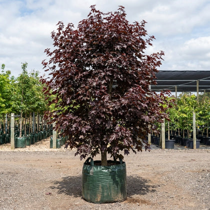 Norway Maple - Acer platanoides ‘Crimson Sentry’