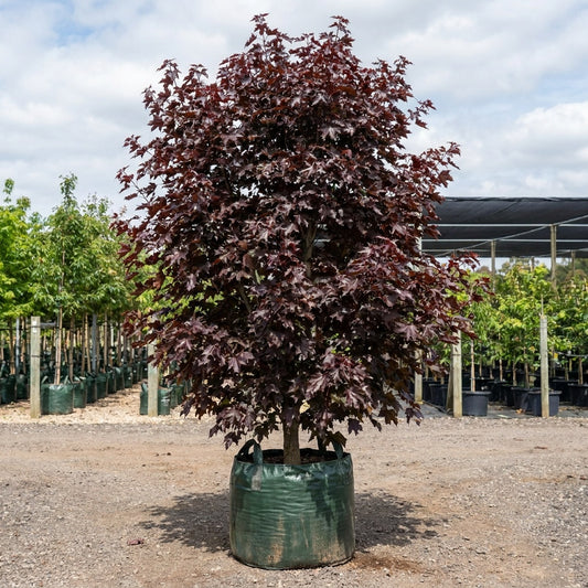 Norway Maple - Acer platanoides ‘Crimson Sentry’