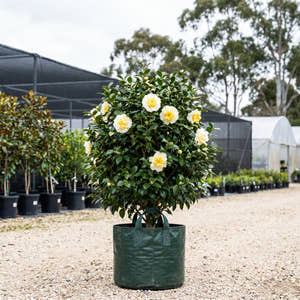 Brushfield’s Yellow Camellia - Camellia japonica ‘Brushfield’s Yellow’