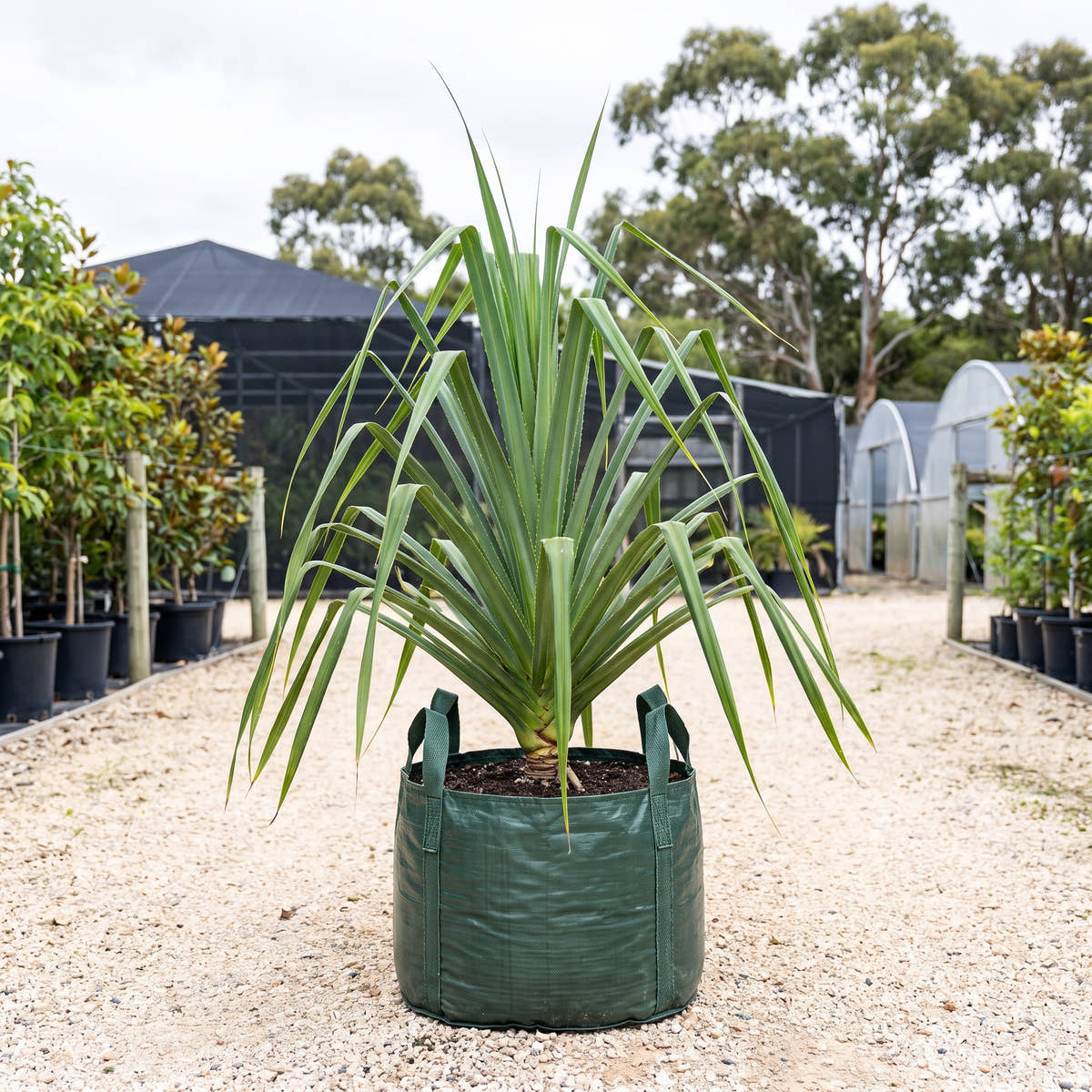 Dwarf Spineless Screw Pine - Pandanus tectorius
