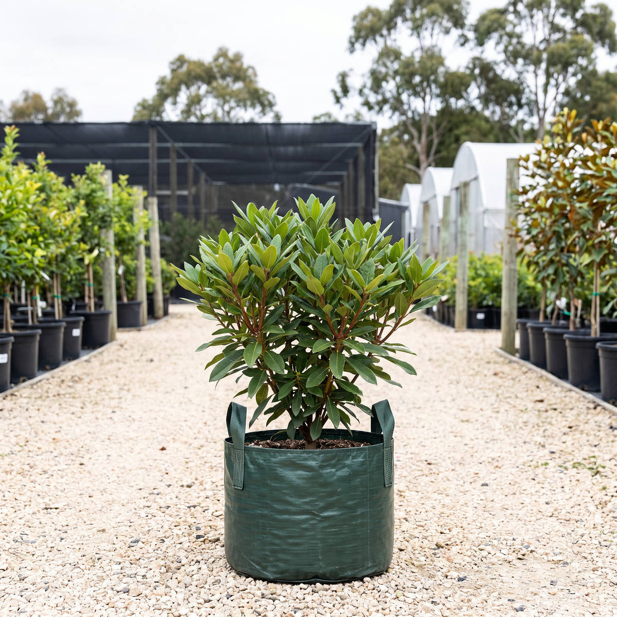 Assorted Broadleaf Rhododendron - Rhododendron spp.