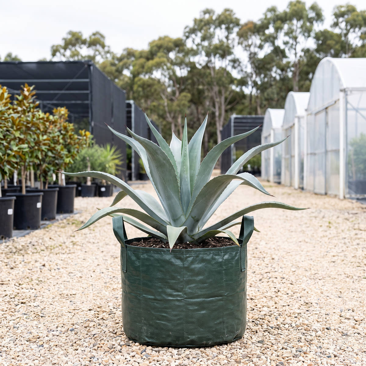 Weber’s Agave - Agave weberi