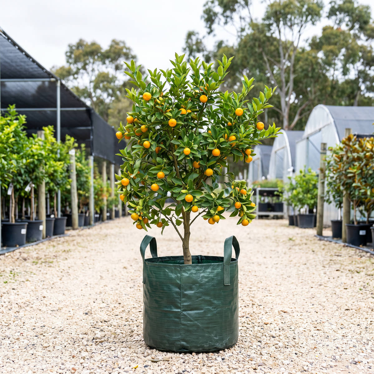 Calamondin - Citrus x microcarpa