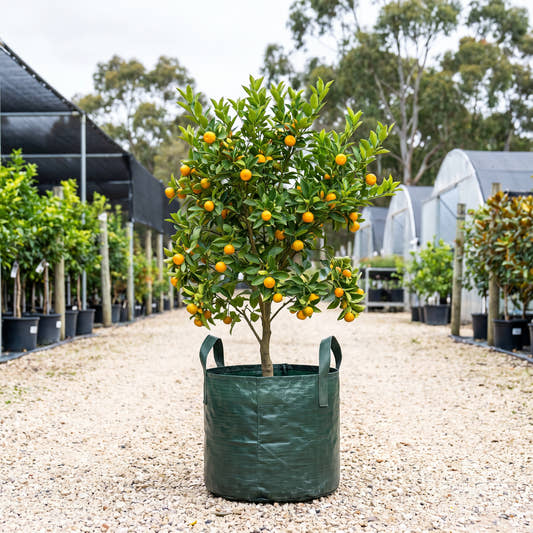 Calamondin - Citrus x microcarpa
