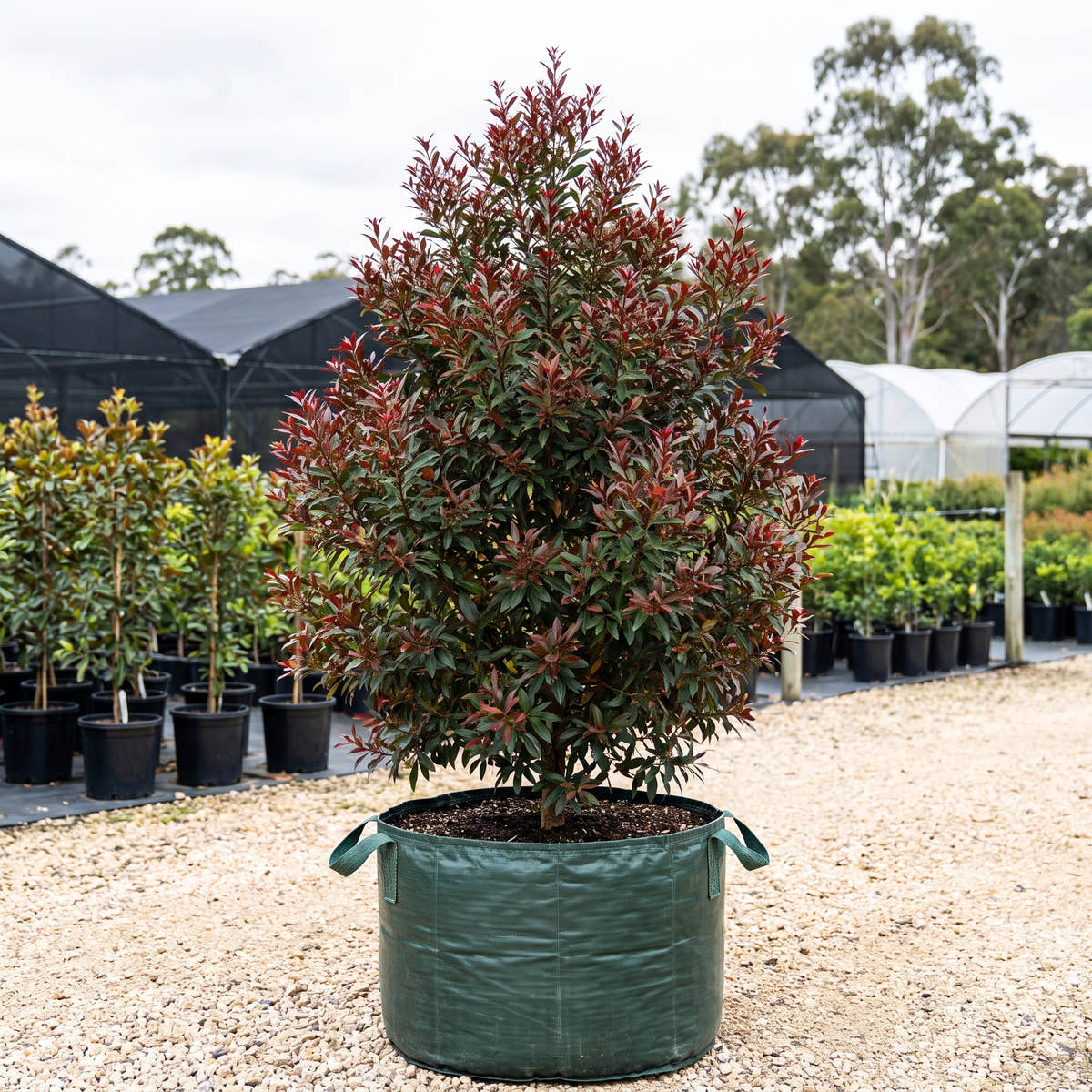 Albery’s Red Christmas Bush - Ceratopetalum gummiferum ‘Albery’s Red’