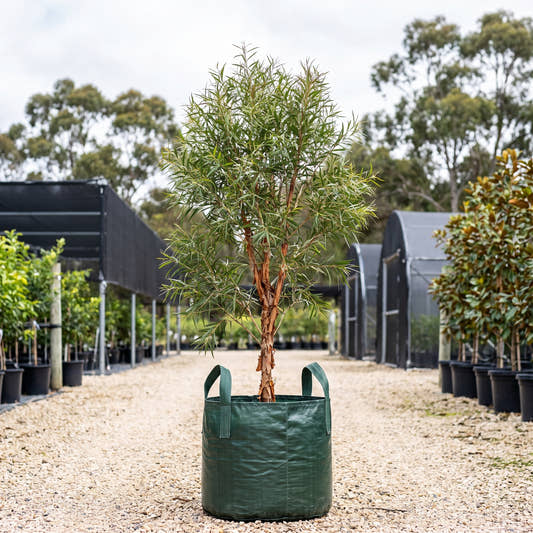 Fine Leaf Weeping Paperbark - Melaleuca leucadendra ‘Fine Leaf’