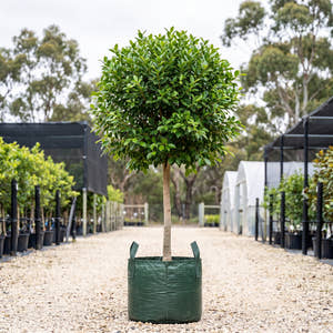 Hill’s Weeping Fig (Standard) - Ficus microcarpa var. hillii
