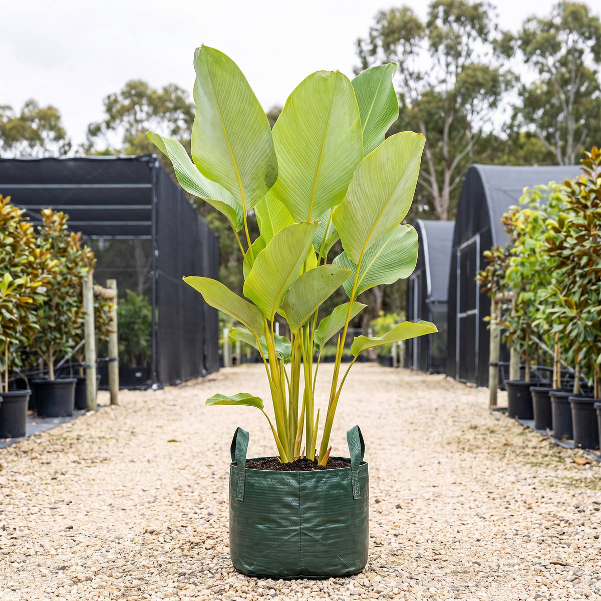 Cuban Cigar Calathea - Calathea lutea