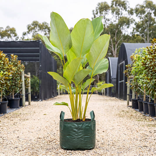 Cuban Cigar Calathea - Calathea lutea