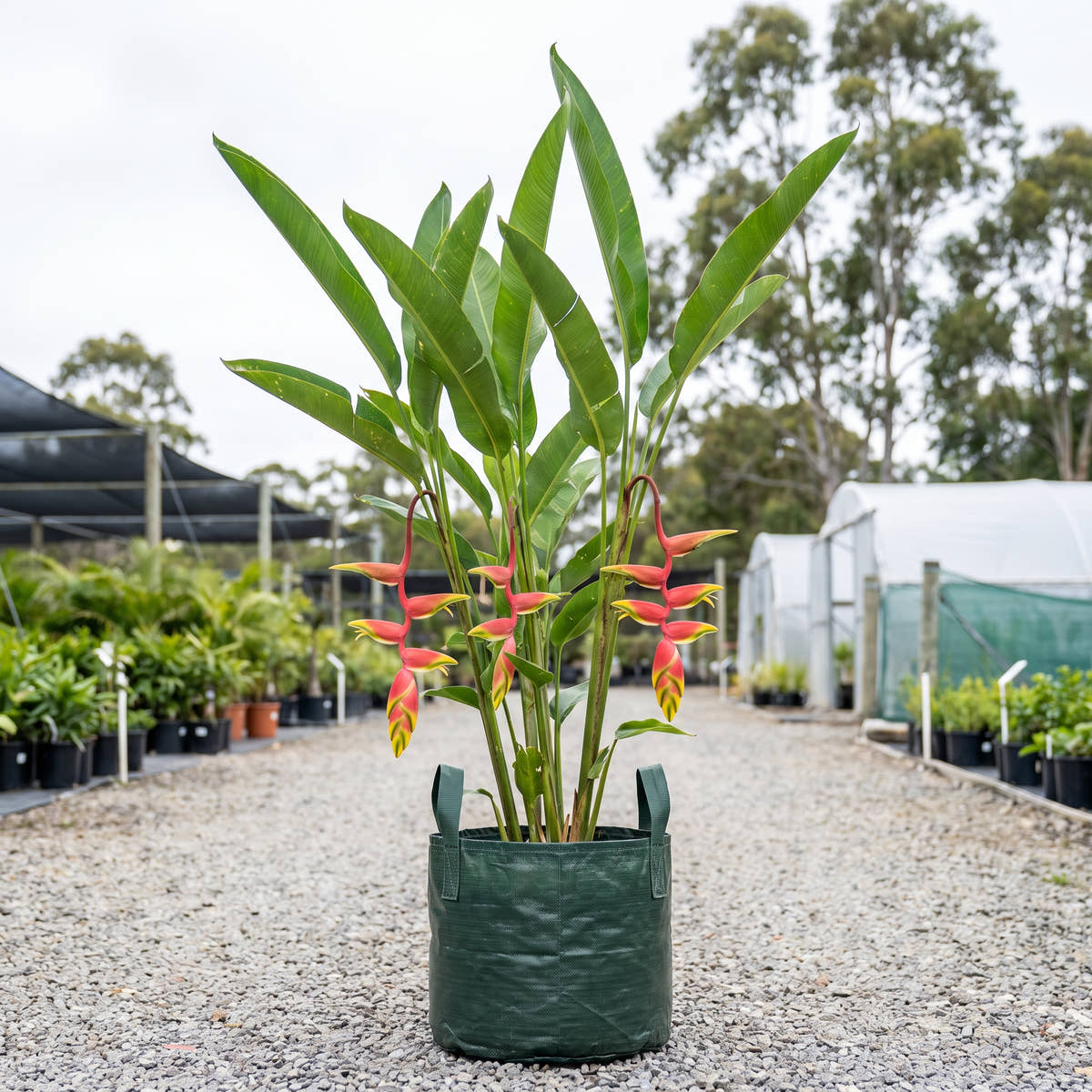 Heliconia jacquinii