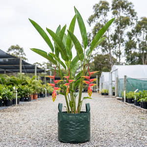 Heliconia jacquinii