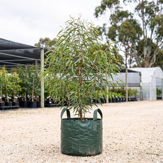 Honey Pots Dwarf Gum - Eucalyptus wimmerensis ‘Tucker Time Honey Pots’