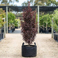 Oakville Crimson Spire Cherry Plum - Prunus cerasifera ‘Oakville Crimson Spire’