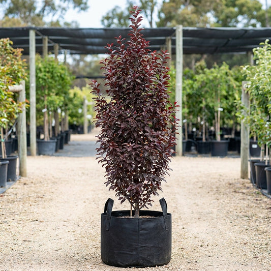 Oakville Crimson Spire Cherry Plum - Prunus cerasifera 'Oakville Crimson Spire'