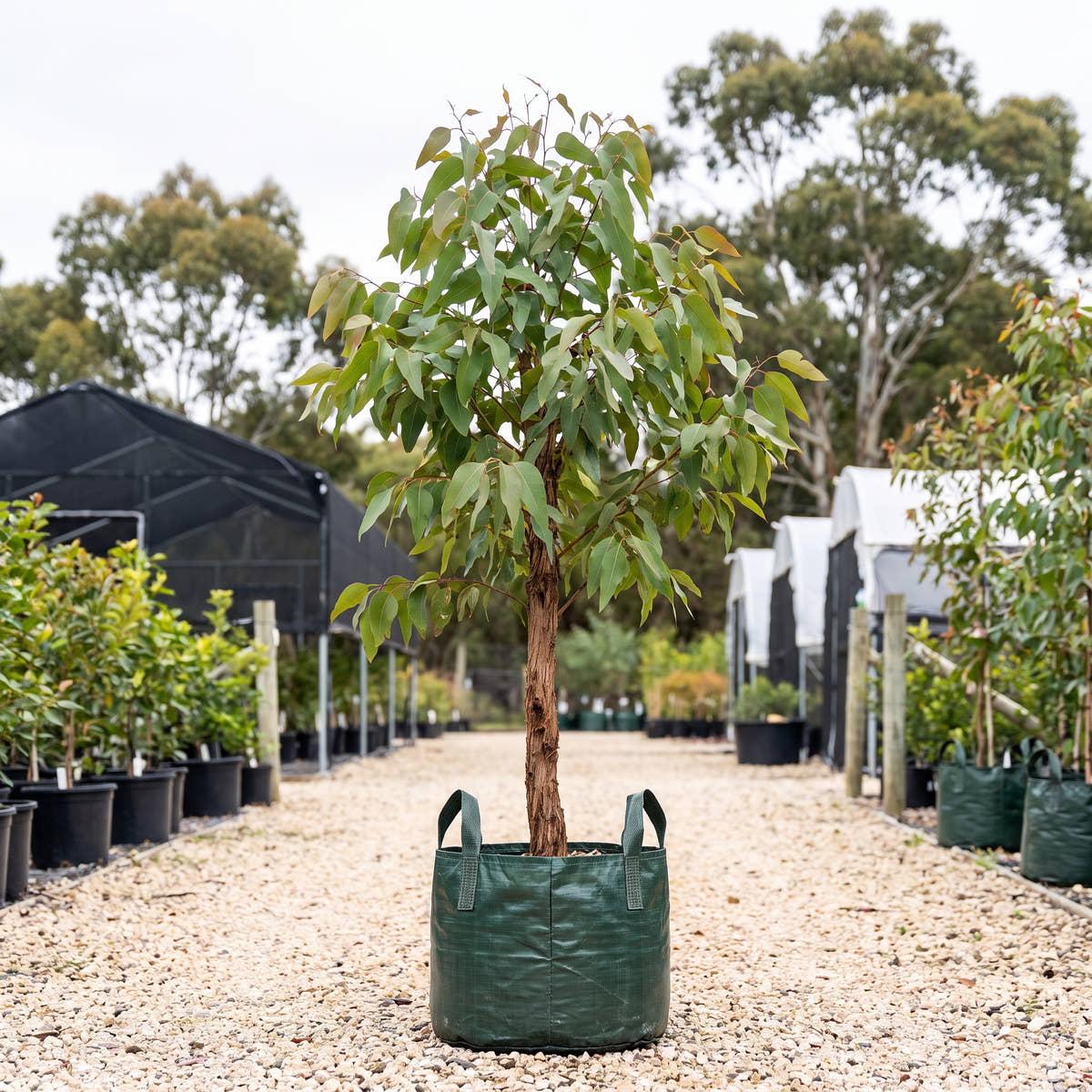 Messmate - Eucalyptus obliqua