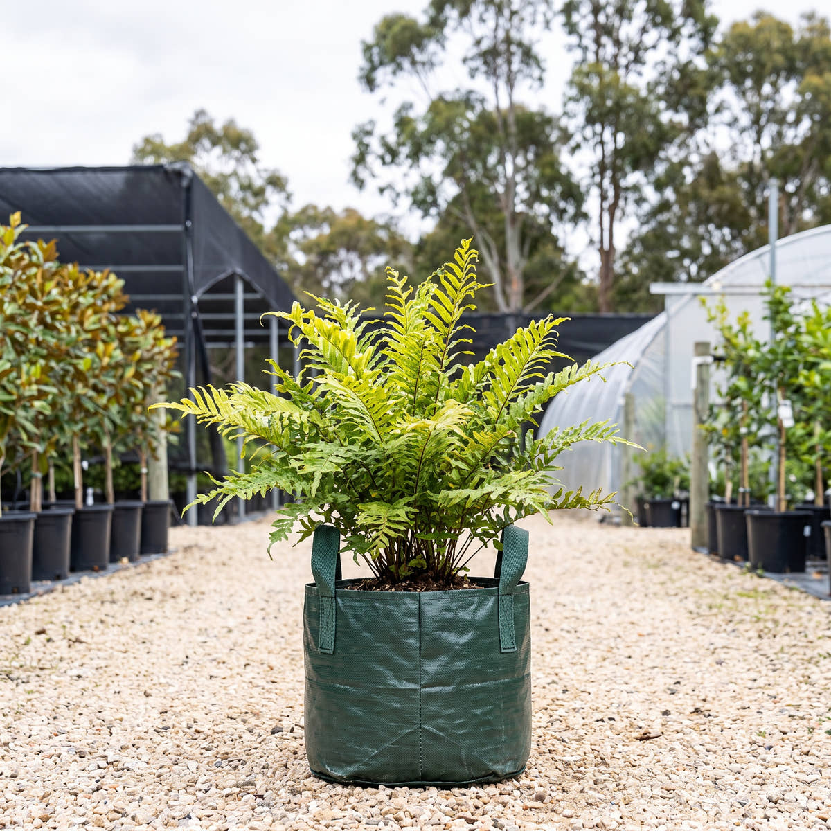 Soft Water Fern - Blechnum minus