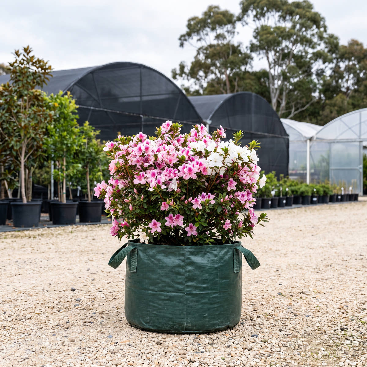 Alphonse Anderson Azalea - Rhododendron ‘Alphonse Anderson’