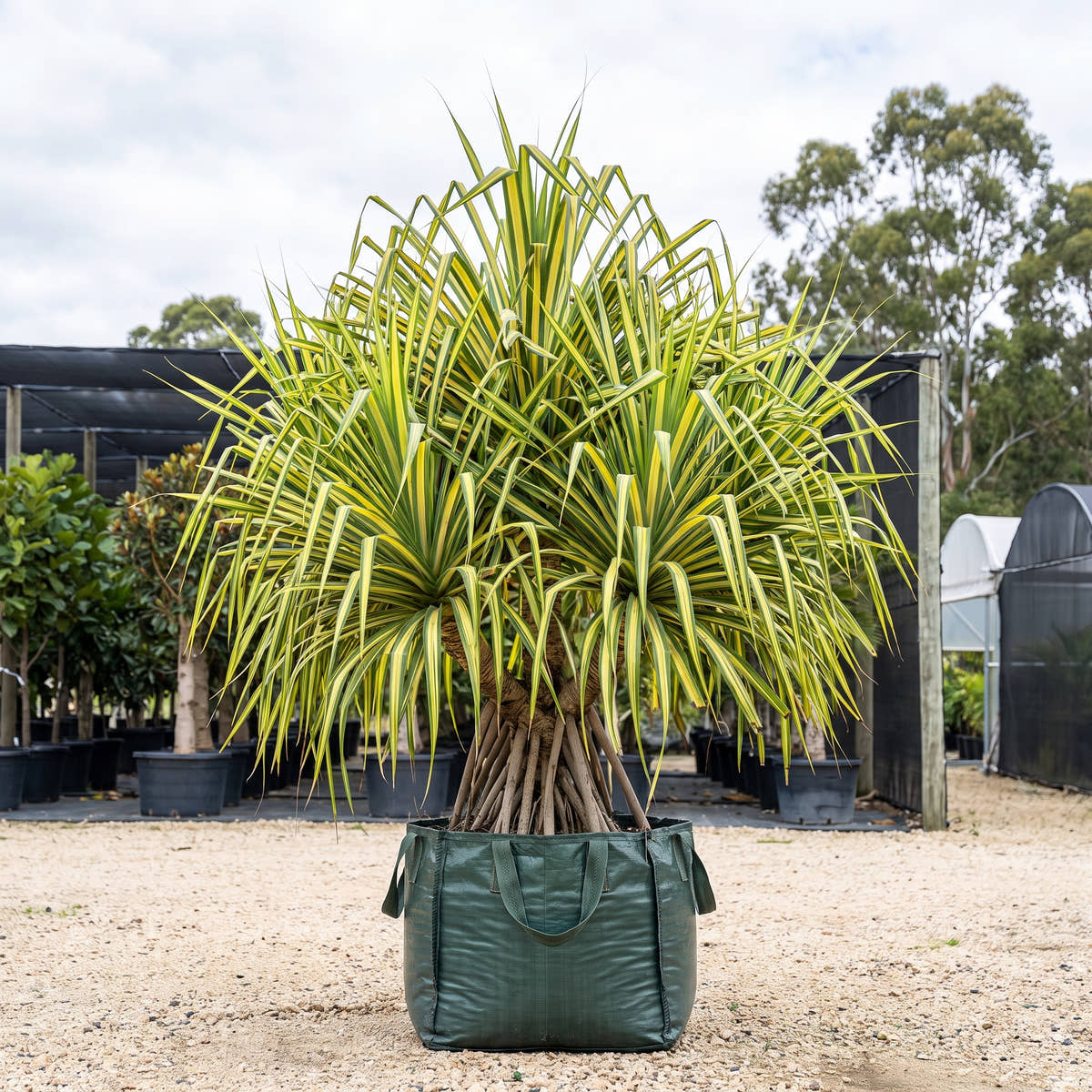 Screw Pine - Pandanus