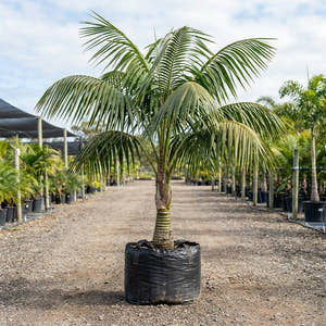 Oliviform Palm - Kentiopsis oliviformis