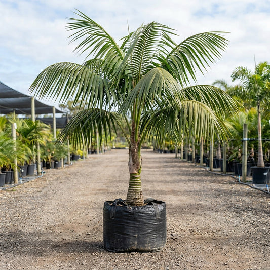 Oliviform Palm - Kentiopsis oliviformis