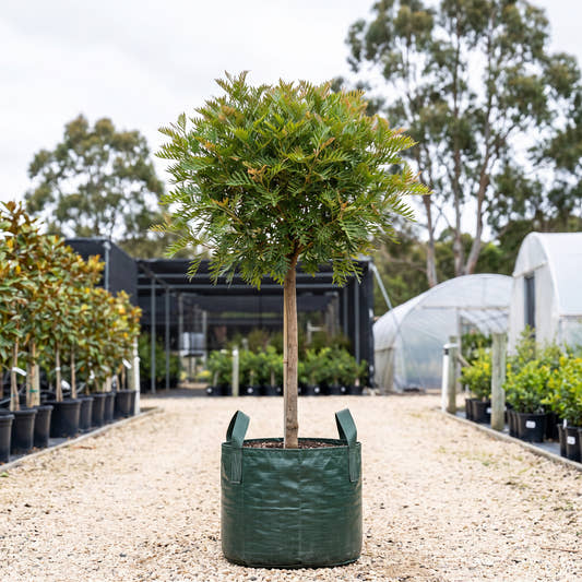 Bigfoot Grevillea (Standard) - Grevillea ‘Bigfoot’