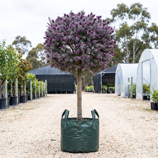 Purple Haze Grevillea (Standard) - Grevillea ‘Purple Haze’