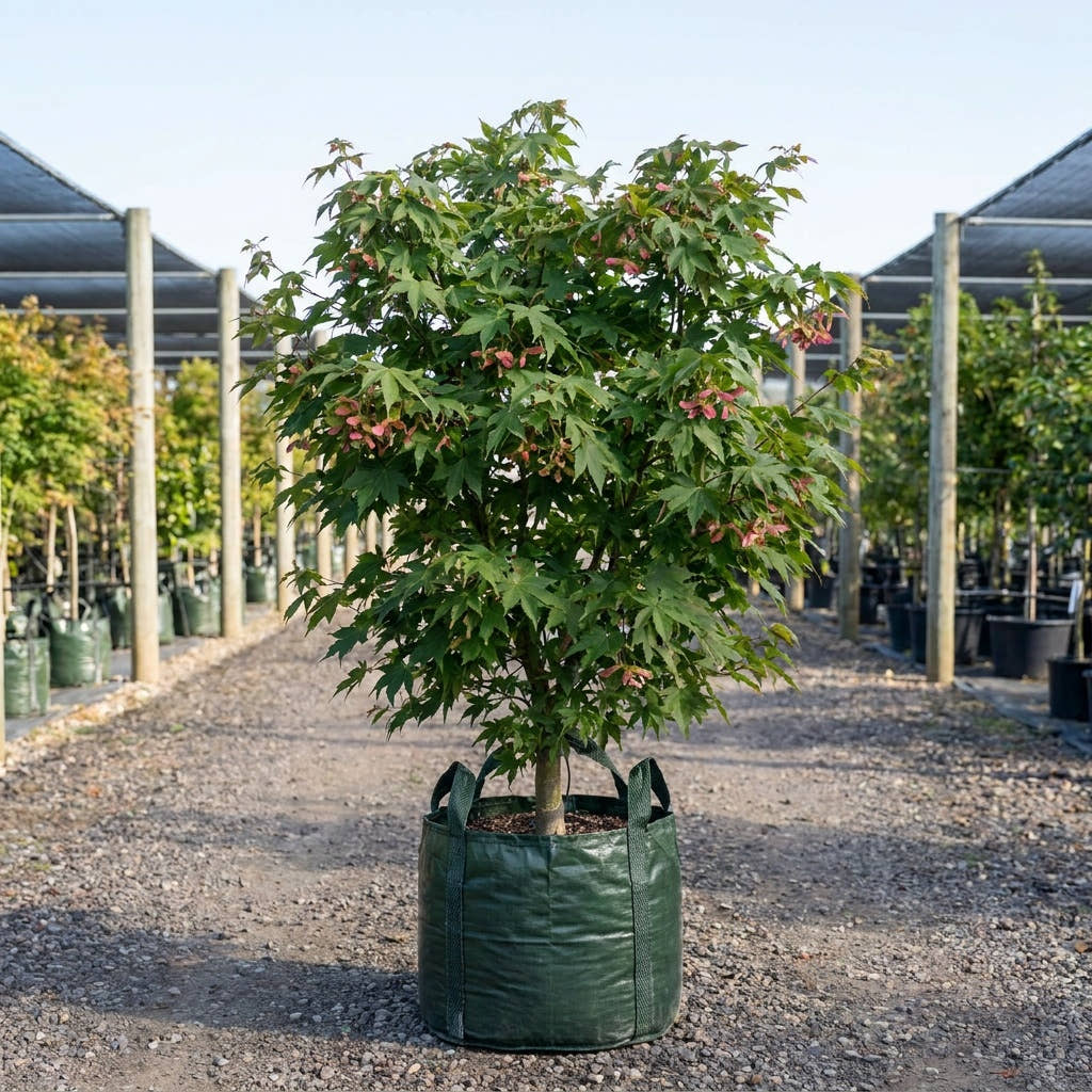 Osakazuki Japanese Maple - Acer palmatum ‘Osakazuki’