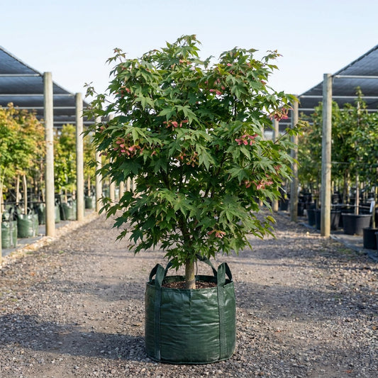 Osakazuki Japanese Maple - Acer palmatum ‘Osakazuki’